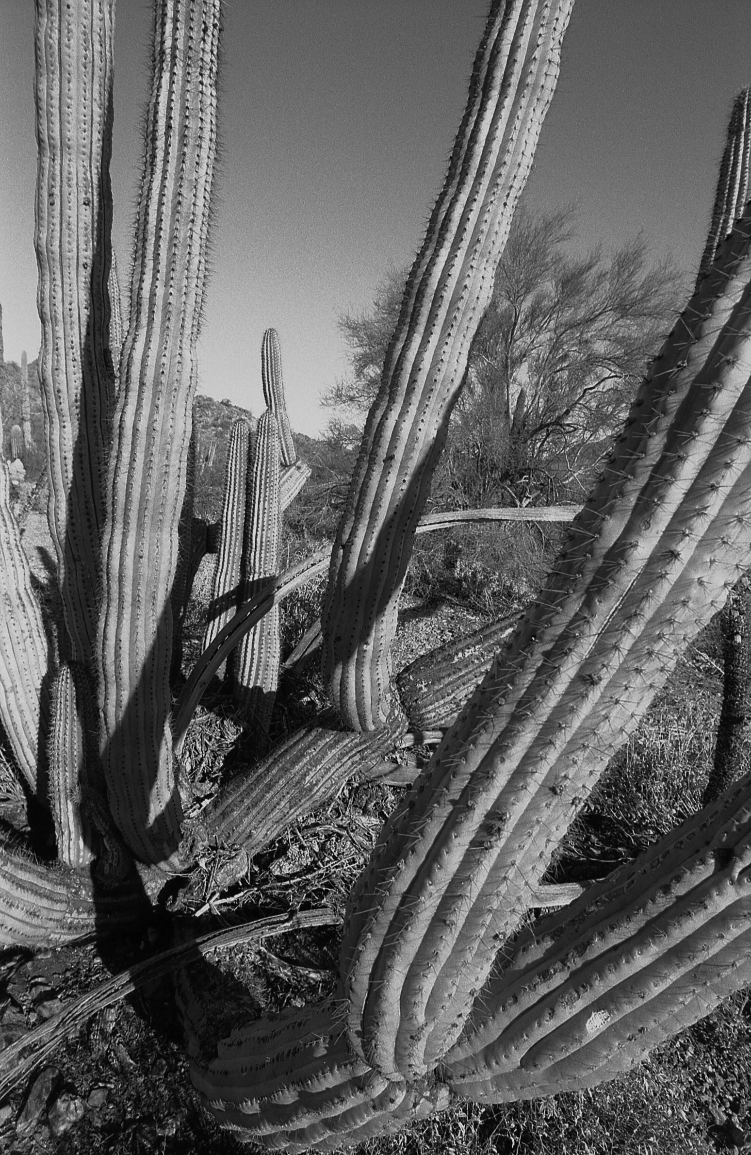a black and white po of some cactus plants