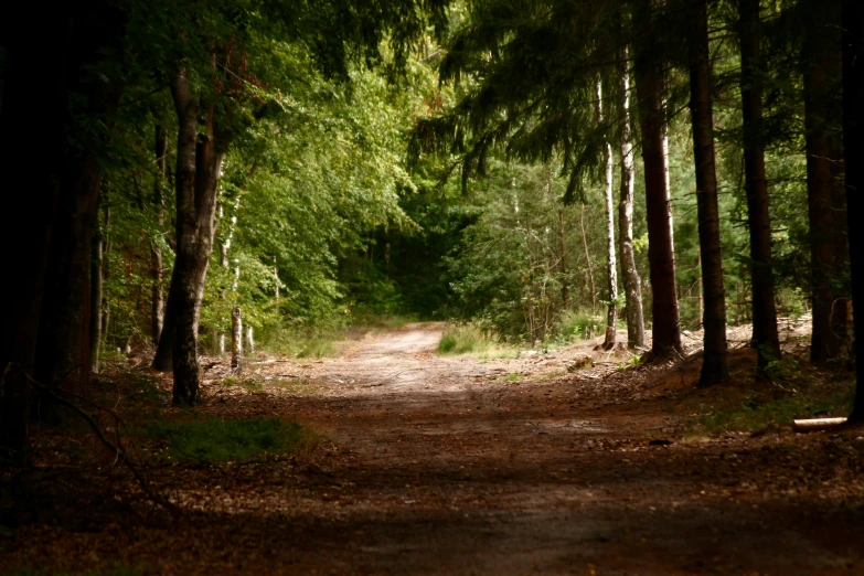 a dirt road leading through some woods and trees