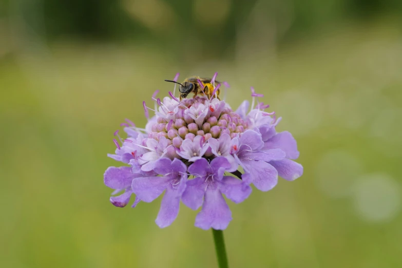 a bee sitting on top of a purple flower