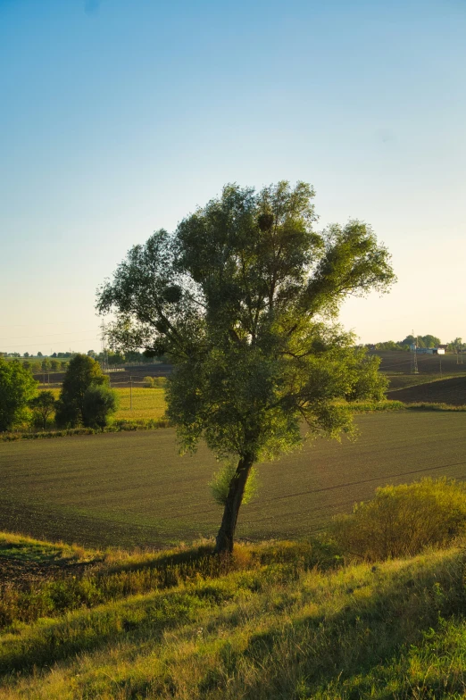 a lone tree stands on a hill in the middle of an empty field