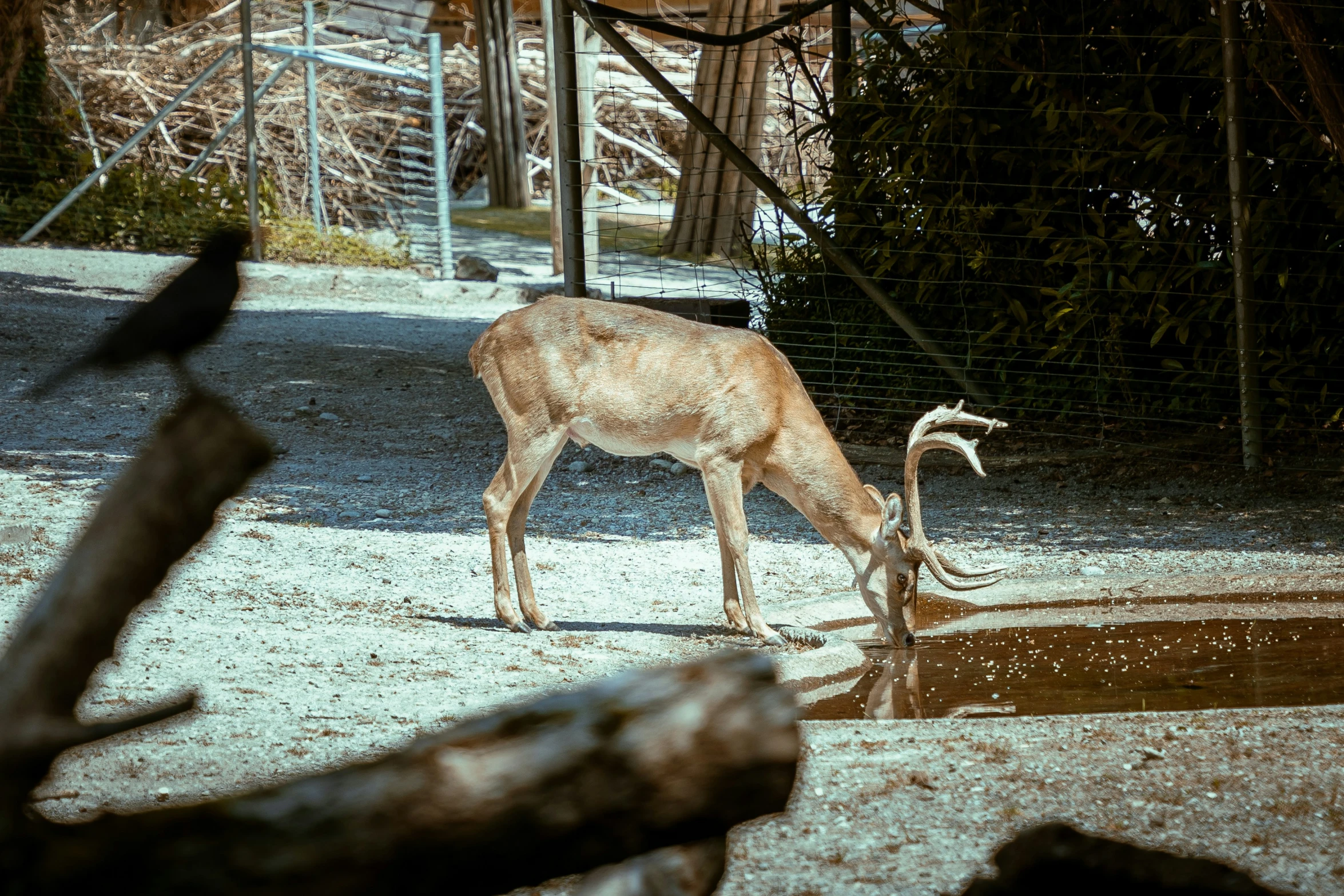 a deer standing next to a small pond with a long neck