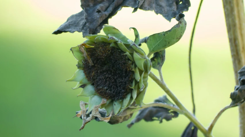 a sunflower with a cluster of flowers attached to it