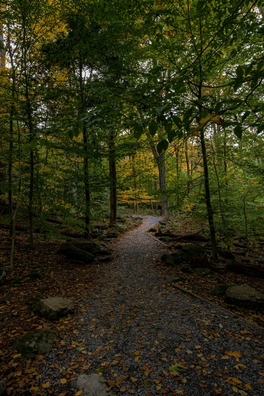 a path winds through an otherwise empty park