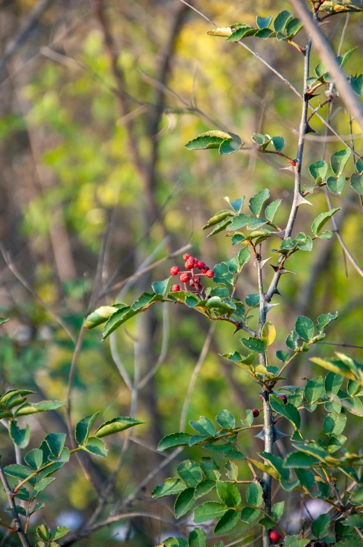 a nch with red flowers and green leaves