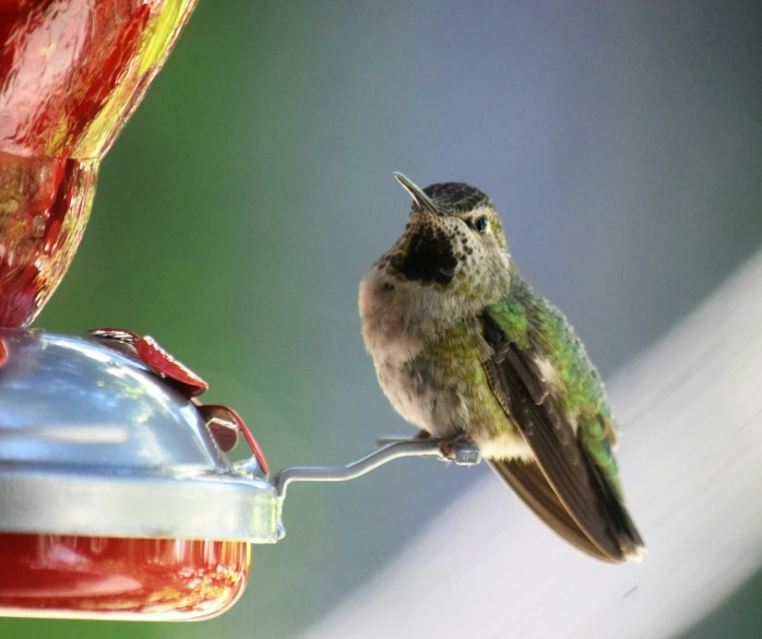 a bird with a blue tail eating from a red hummingbird feeder