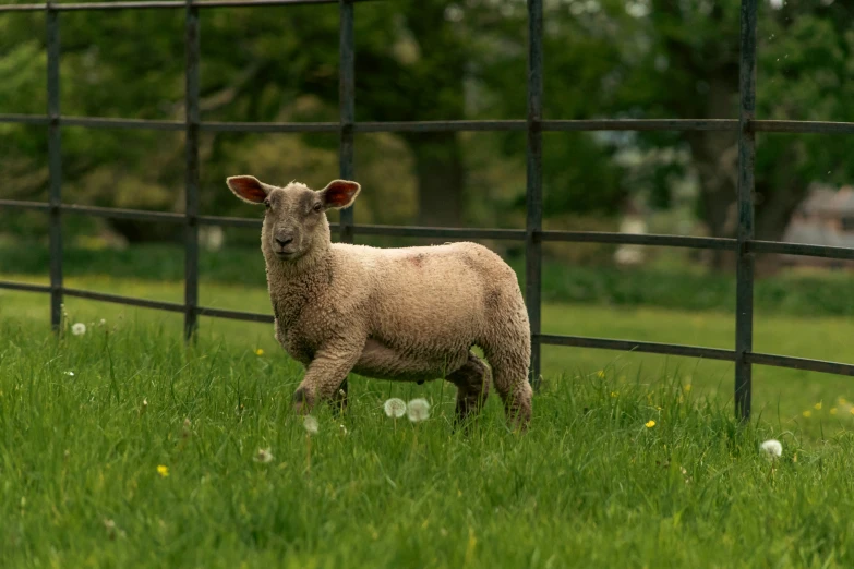 a sheep is standing in the grass looking at soing