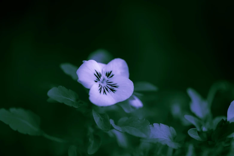 a single white flower that is sitting in the dark