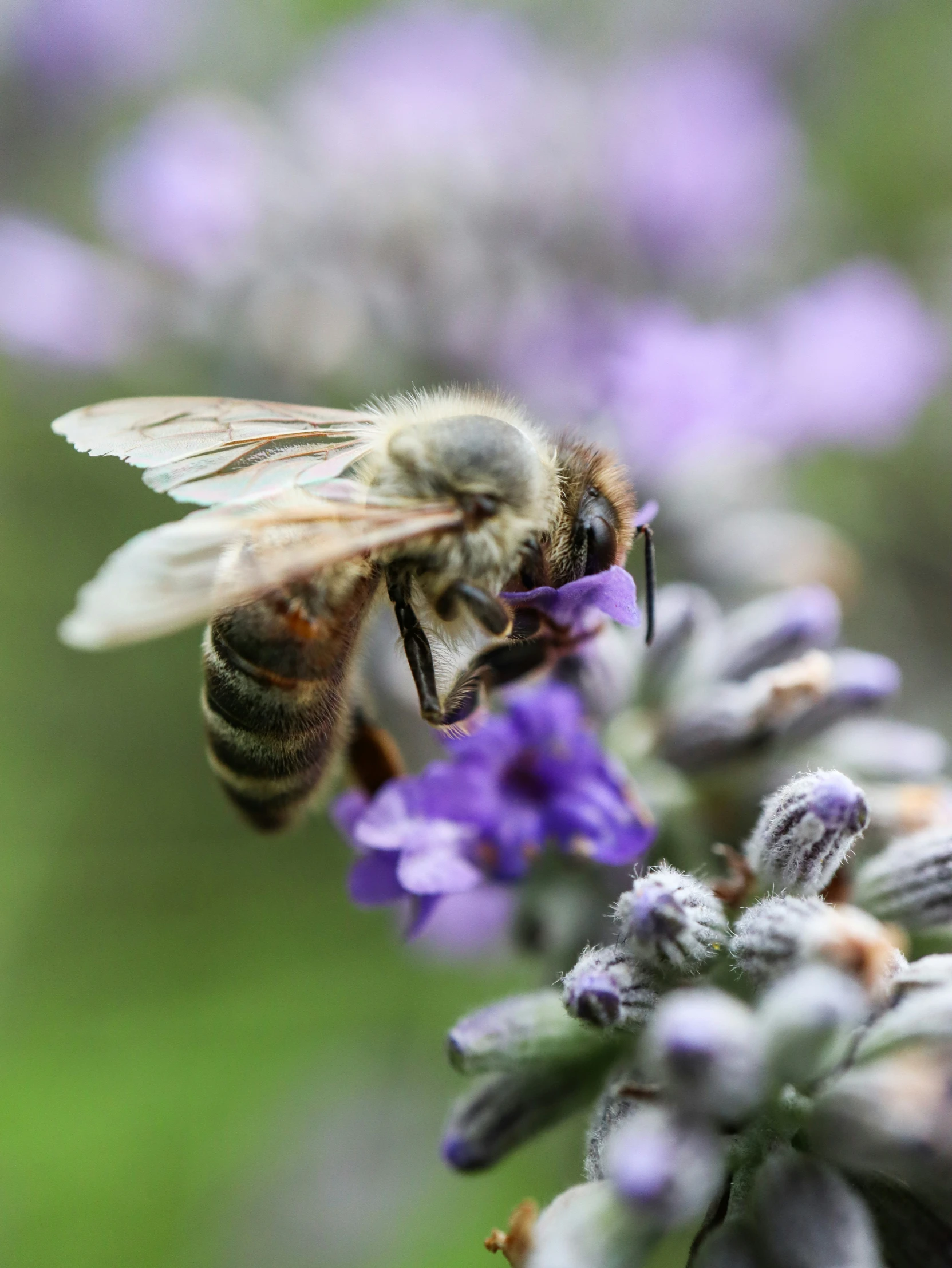 a bee flies towards a purple flower