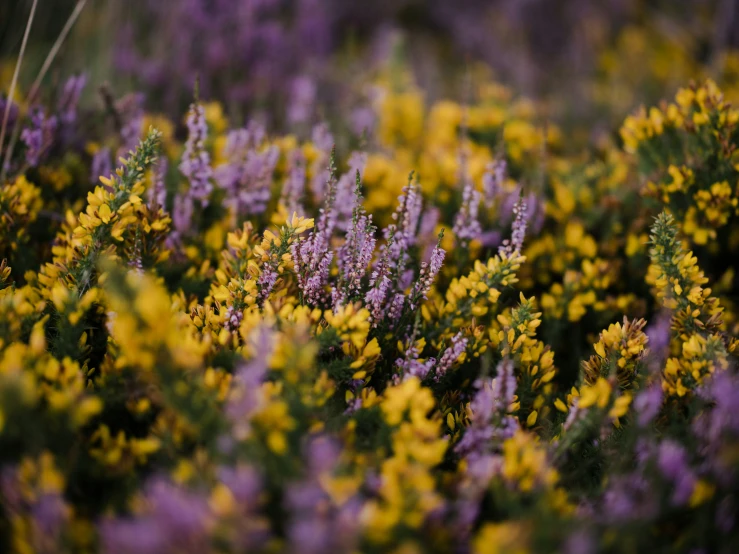 flowers that are very pretty and purple in the wild