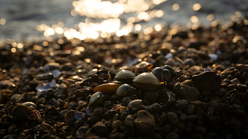 various nuts are gathered on the beach at sunset