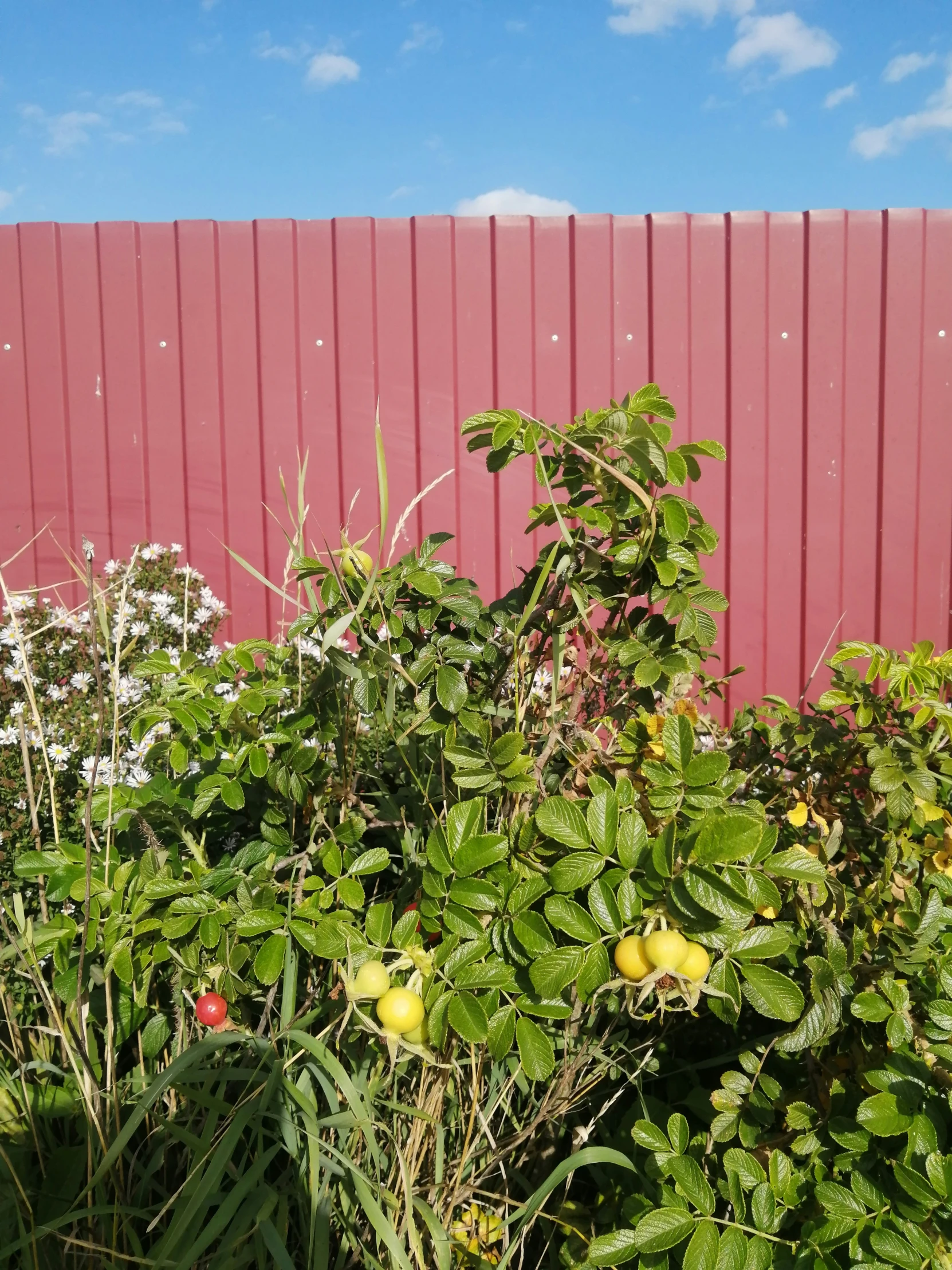 the back garden area of a suburban home