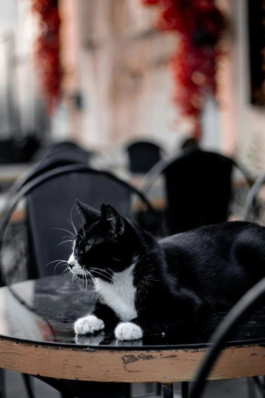 a black and white cat laying on top of a table