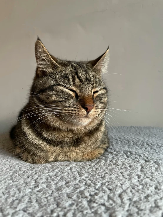 a brown and black cat sleeping on top of a white carpet