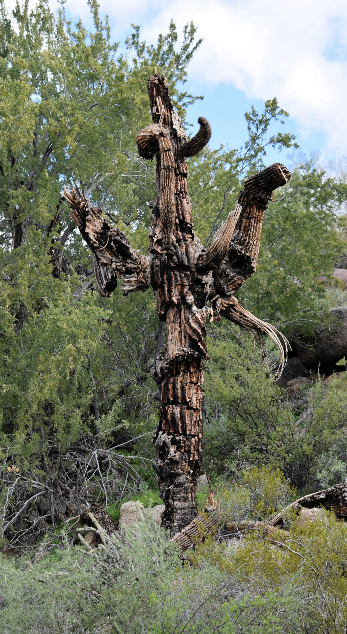 an old tree standing still in the brush with elephants