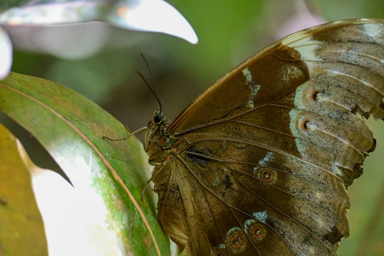 a close up of a brown erfly sitting on a plant