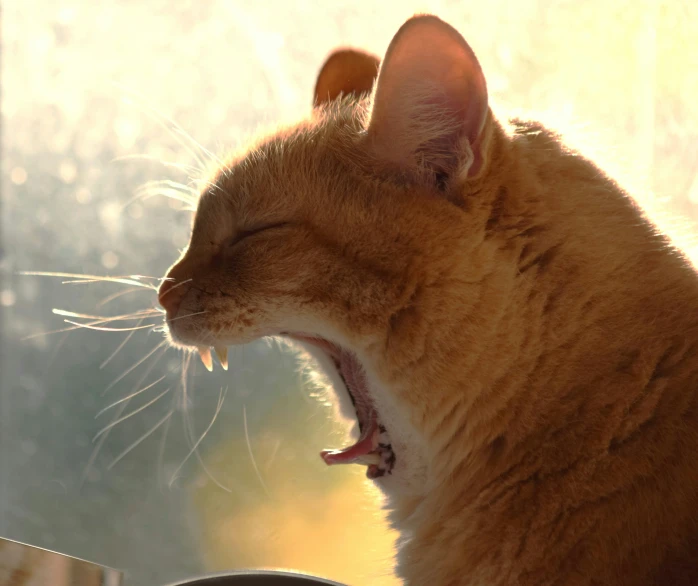 a cat that is yawning with the light streaming in