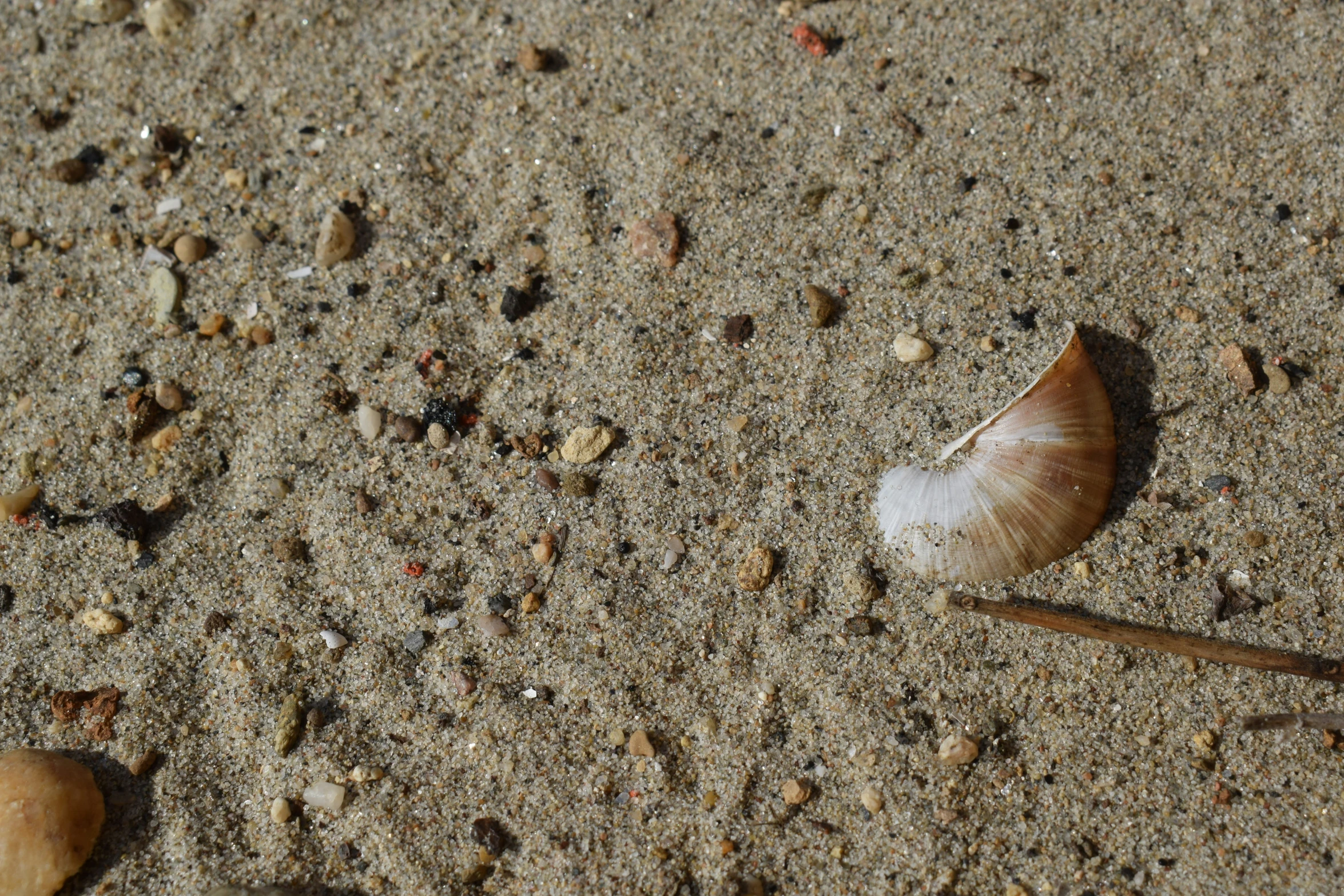 the sea shell is lying on the sandy beach