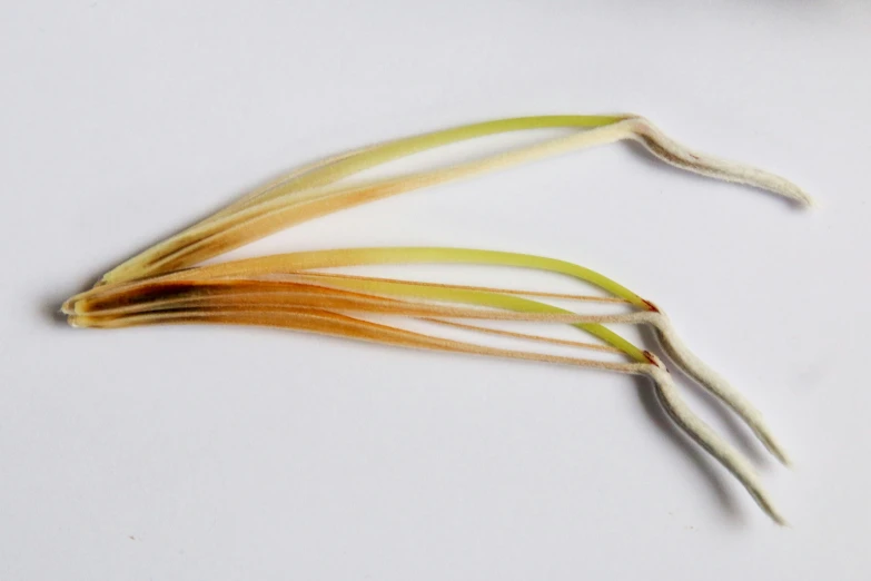 a pair of leaves on top of a white table