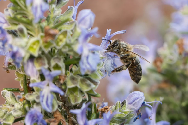 a close up of a bee on a plant with purple flowers