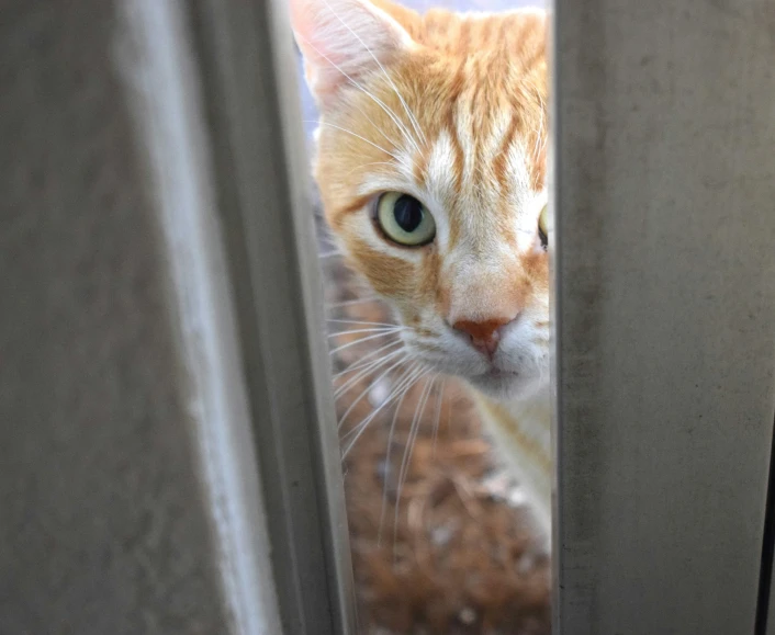 the orange cat is looking through the window