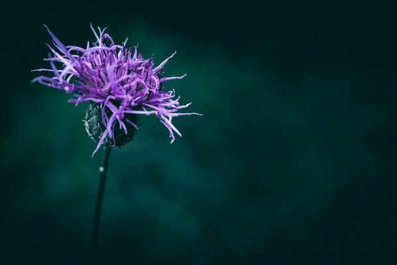 a very pretty purple flower with a green background