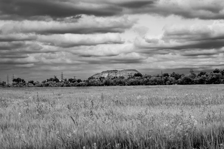 some sheep grazing on tall grass under a cloudy sky