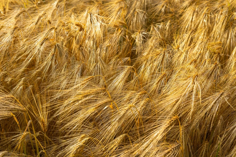 the tall grass is very fuzzy and golden