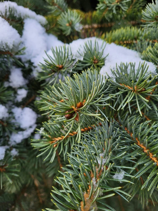 green nches of a pine covered in snow