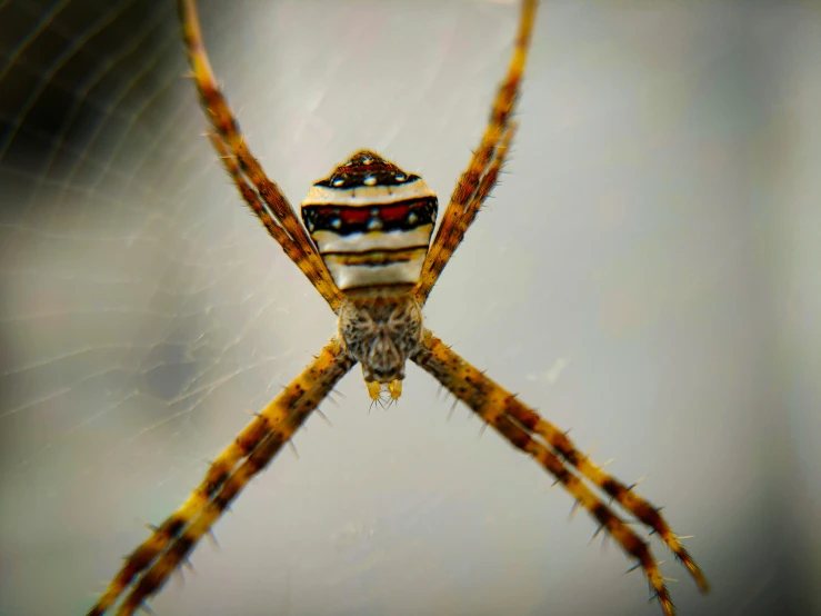 two long, intricate, hairy spider legs with different patterns