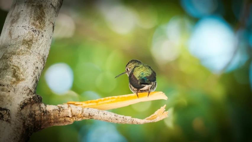 a colorful bird sitting on top of a tree nch