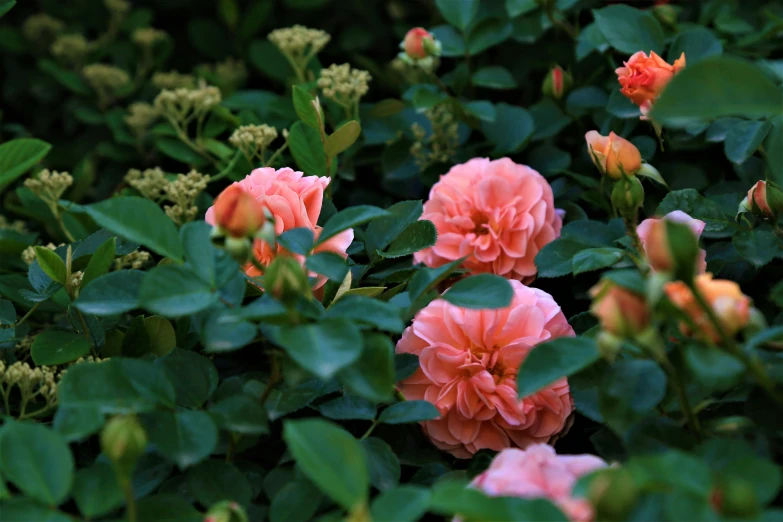 several pink flowers and green leaves on a bush