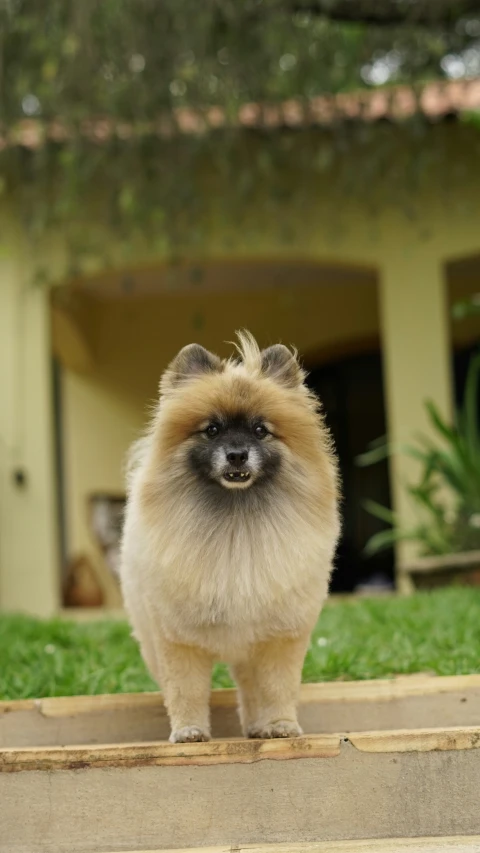 the small dog stands on a ramp outside