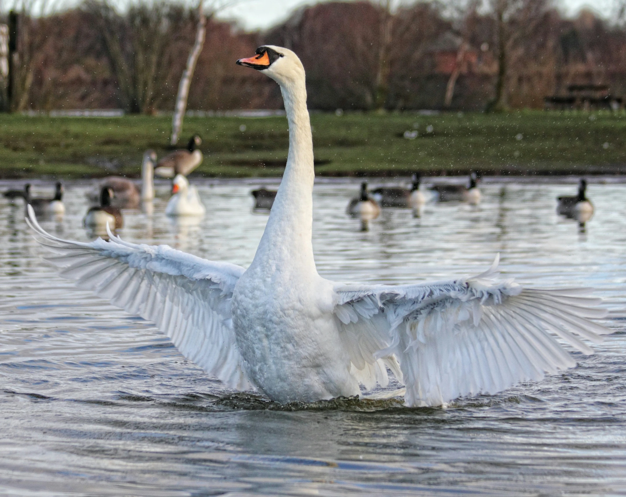 there is a swan flapping his wings in a pond