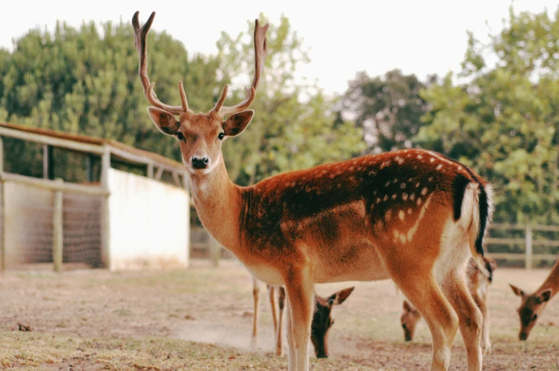 three brown deer standing next to each other on a field