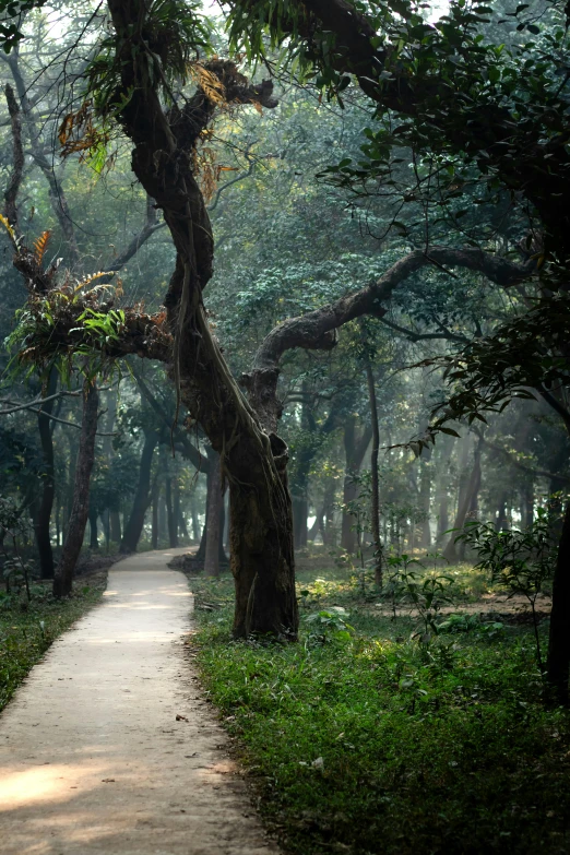 the path to nowhere has many trees all around