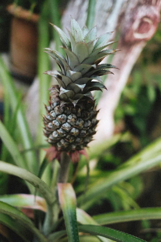 the young pineapples are starting to flower in the green bush
