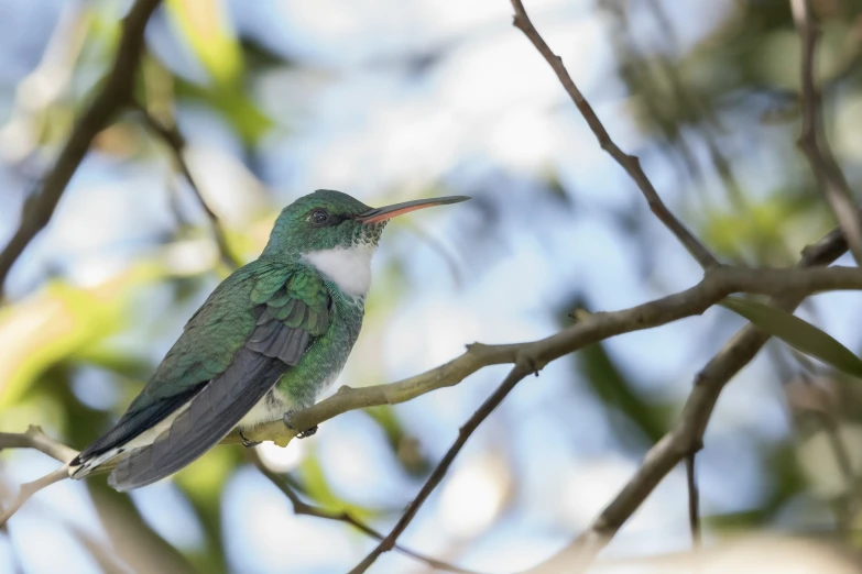 there is a small green hummingbird perched on the nch