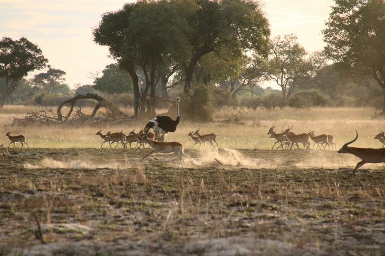 the herd is running through the field with their animals