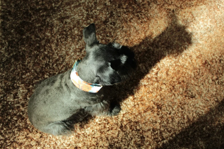 a dog sitting on the floor while wearing a collar