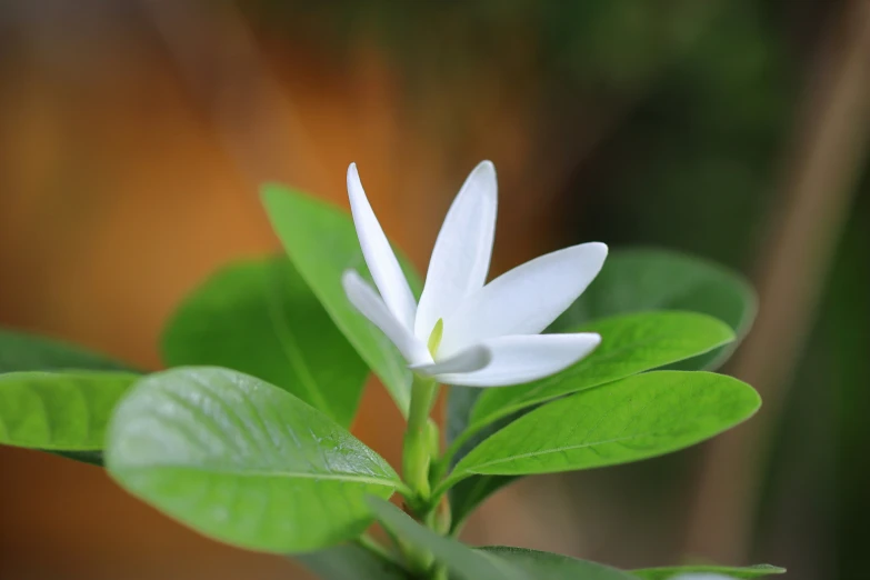 a white flower with green leaves in the background