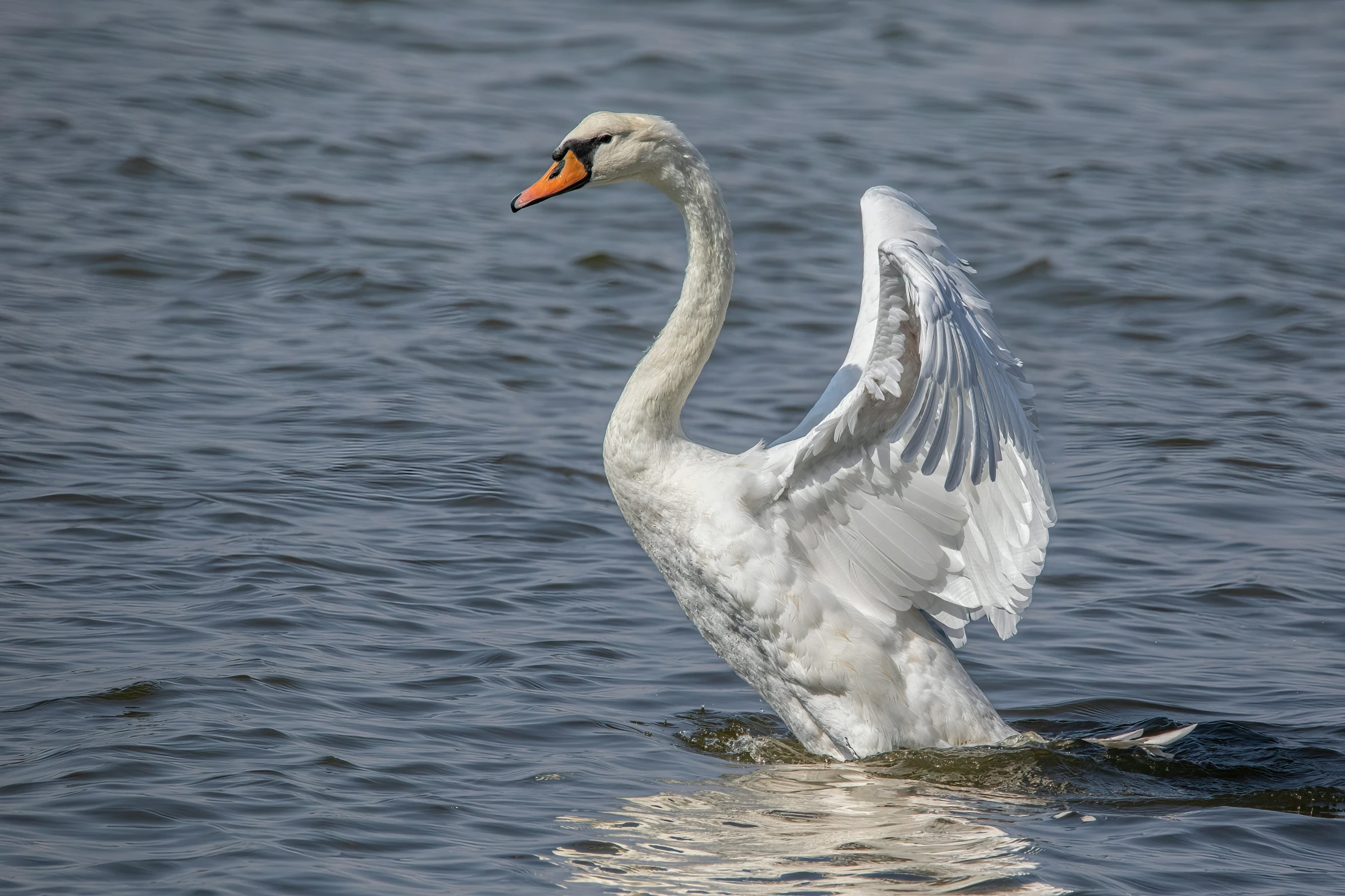 a swan flapping its wings while swimming