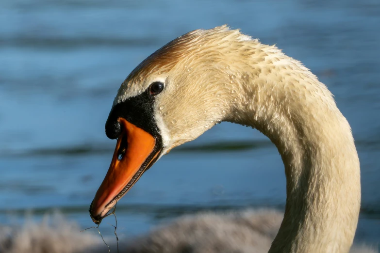 the head and neck of a swan looking into the water