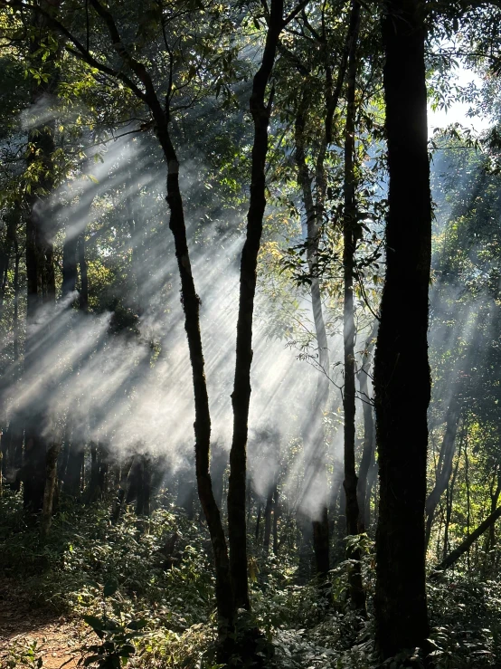 rays in the forest on a misty day