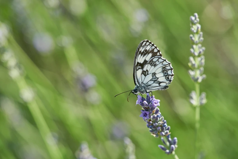 a black and white erfly sitting on a lavender flower