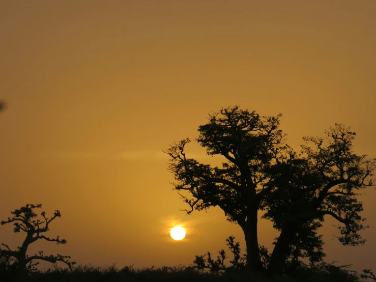 a tree with its silhouette on the sunset