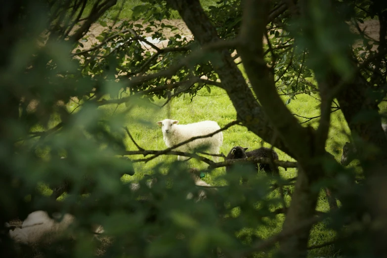 a sheep with it's face next to a tree nch