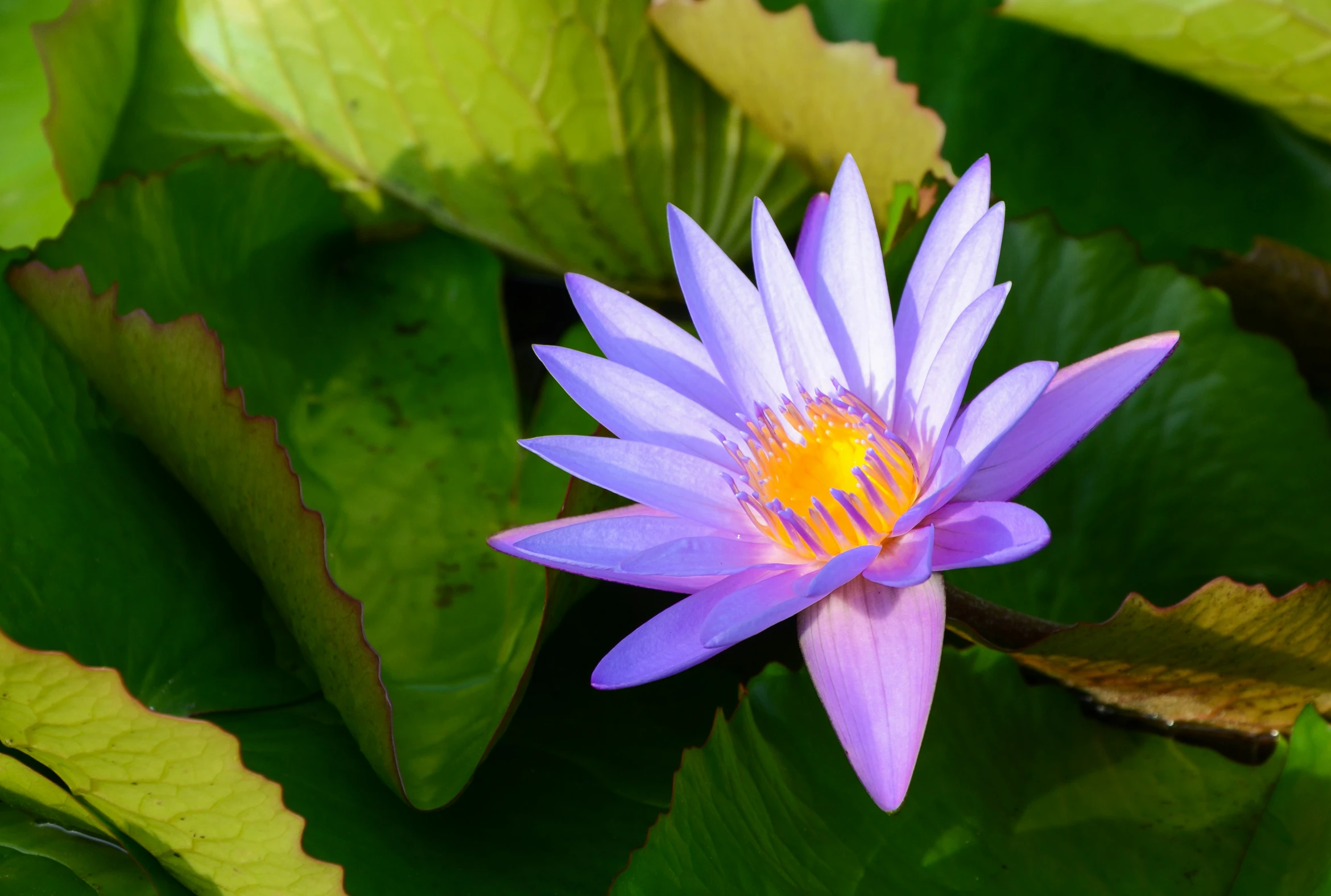 a closeup of a purple water flower and its leaves