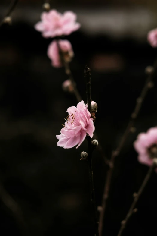 a group of pink flowers are pictured in this pograph