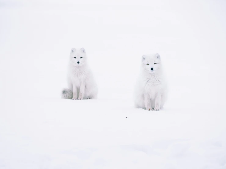 two animals that are sitting in the snow