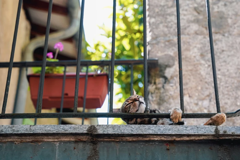 some cats are outside a fence looking around